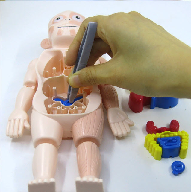 Набор Анатомия Человека Human Body Model Оптом